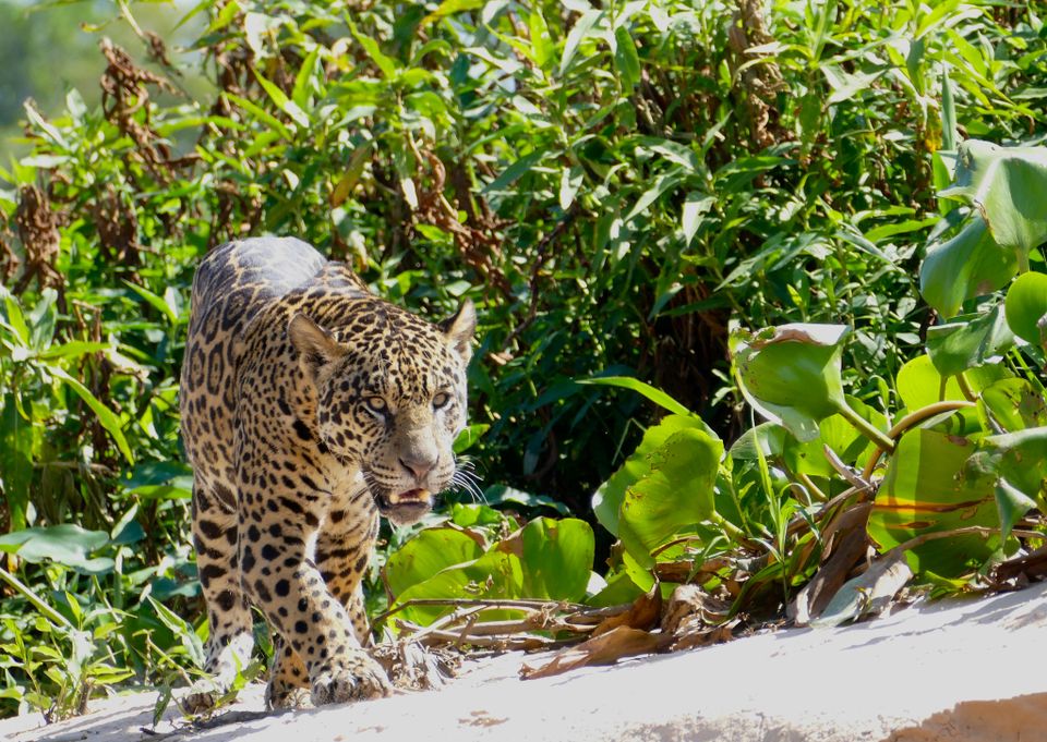 Jaguars are returning to the U.S. Here's what we need to make coexistence work.